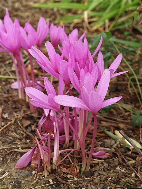 colchicum autumnale flowering season.